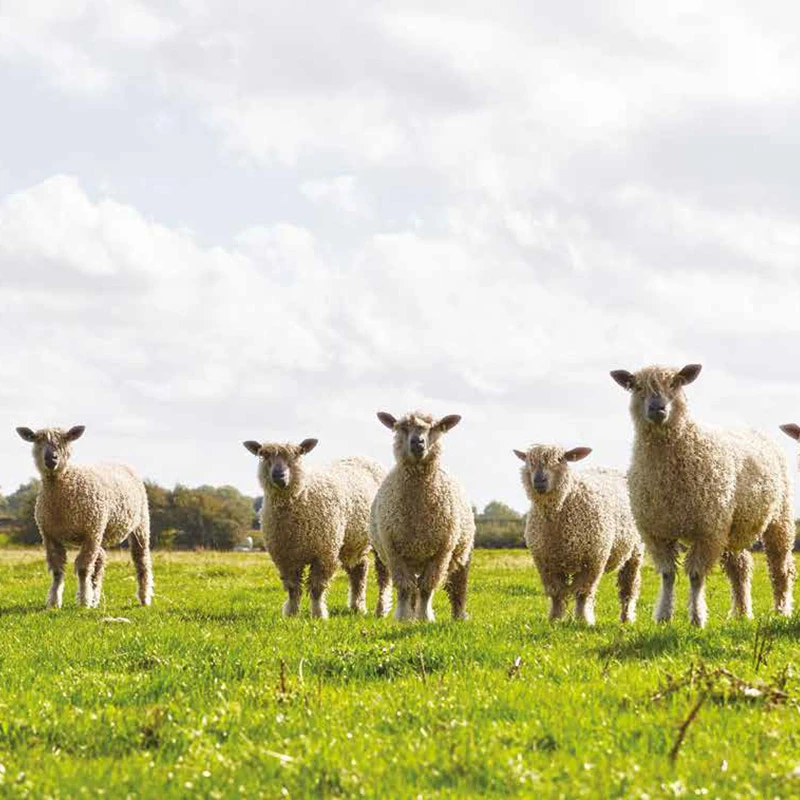 Sheep
